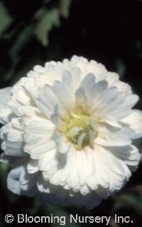 Anemone sylvatica 'Elise Fellman'                 